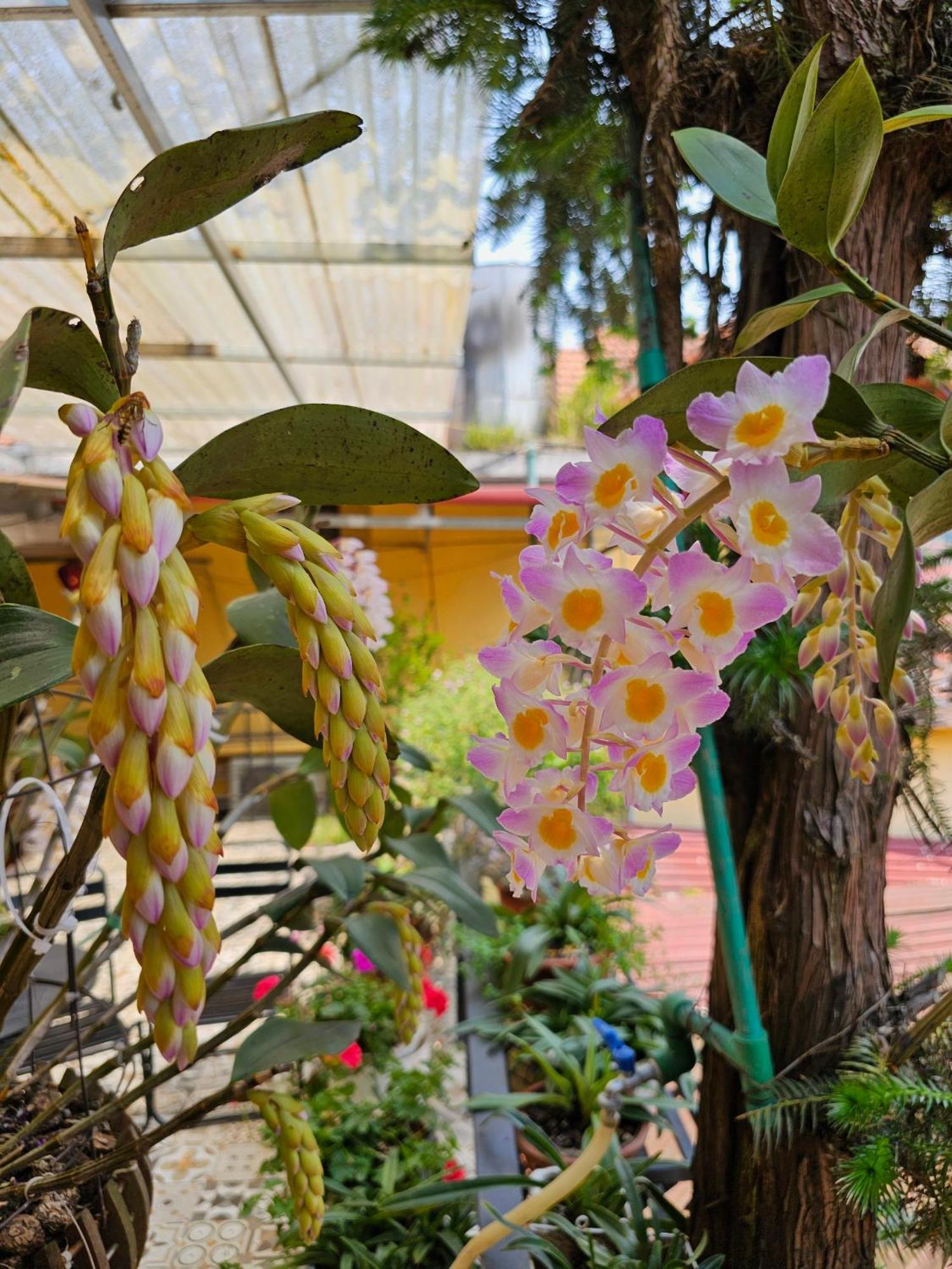 Dang Khoa Garden Inn Homestay Sa Pa Kültér fotó